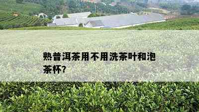 熟普洱茶用不用洗茶叶和泡茶杯？