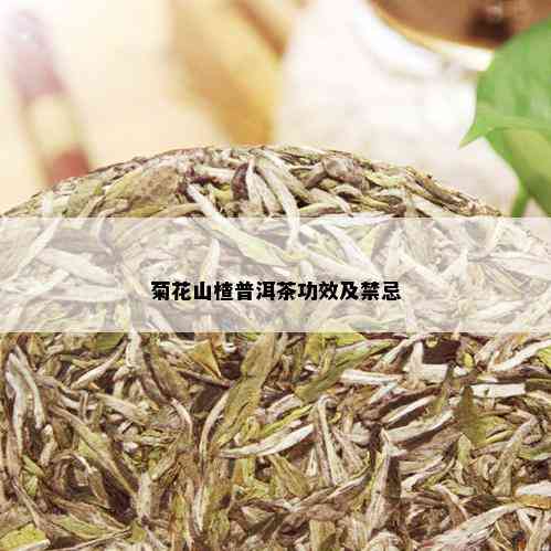 菊花山楂普洱茶功效及禁忌