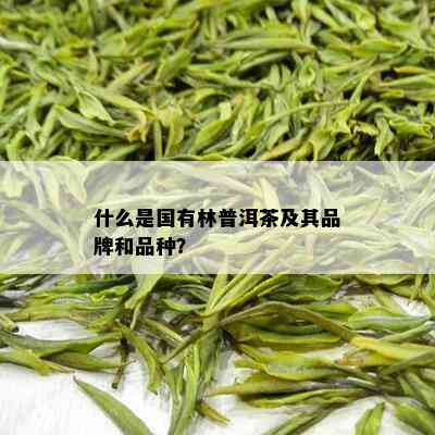 什么是国有林普洱茶及其品牌和品种？