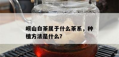 崂山白茶属于什么茶系，种植方法是什么？