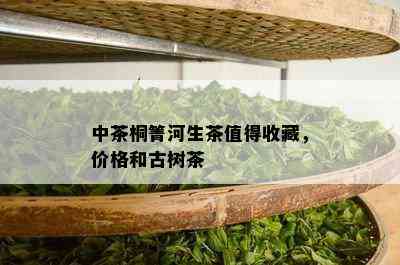 中茶桐箐河生茶值得收藏，价格和古树茶