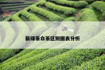 新绿茶白茶区别图表分析