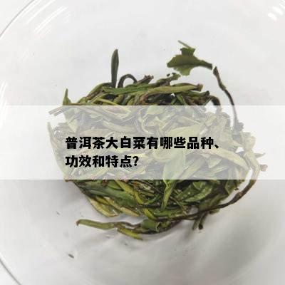 普洱茶大白菜有哪些品种、功效和特点？