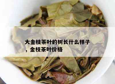 大金枝茶叶的树长什么样子，金枝茶叶价格