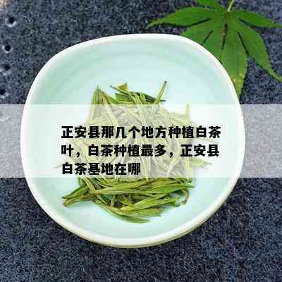 正安县那几个地方种植白茶叶，白茶种植最多，正安县白茶基地在哪