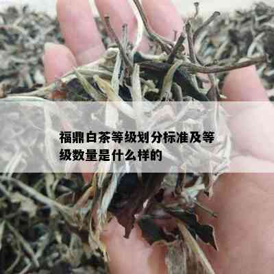 福鼎白茶等级划分标准及等级数量是什么样的