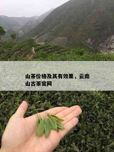 山茶价格及其有效果，云南山古茶官网