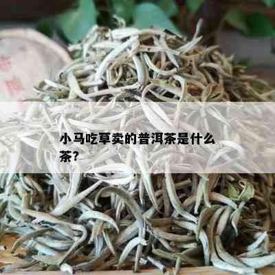 小马吃草卖的普洱茶是什么茶?