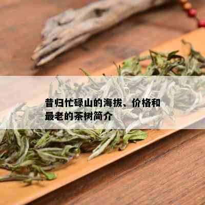 昔归忙碌山的海拔、价格和最老的茶树简介