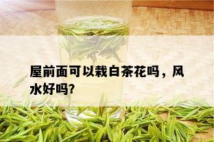 屋前面可以栽白茶花吗，风水好吗？