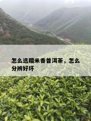 怎么选糯米香普洱茶，怎么分辨好坏