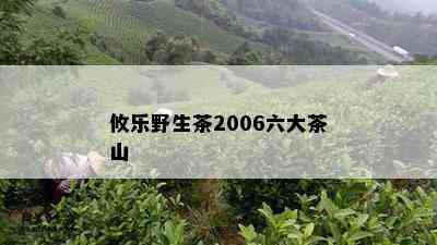 攸乐野生茶2006六大茶山