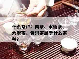 什么茶种：肉茶、水仙茶、六堡茶、普洱茶属于什么茶种？