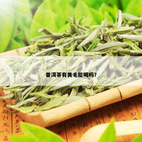 普洱茶有黄毛能喝吗？