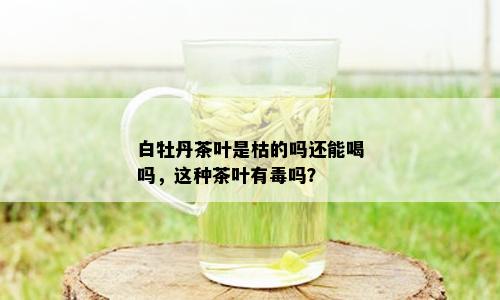 白牡丹茶叶是枯的吗还能喝吗，这种茶叶有吗？