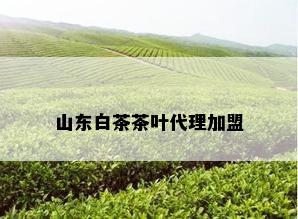 山东白茶茶叶代理加盟