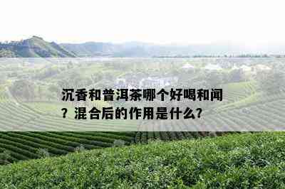 沉香和普洱茶哪个好喝和闻？混合后的作用是什么？