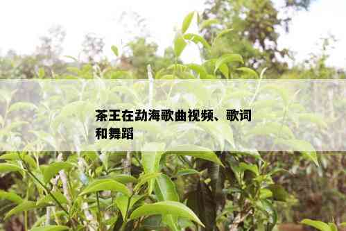 茶王在勐海歌曲视频、歌词和舞蹈