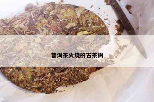 普洱茶火烧的古茶树