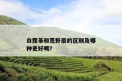 白露茶和荒野眉的区别及哪种更好喝？