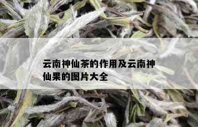 云南神仙茶的作用及云南神仙果的图片大全