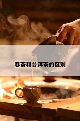 春茶和普洱茶的区别