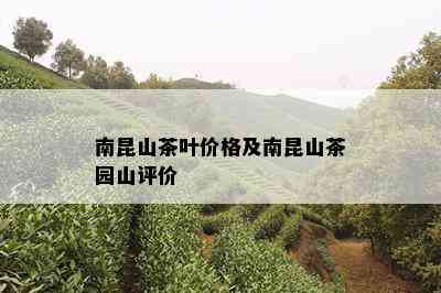 南昆山茶叶价格及南昆山茶园山评价