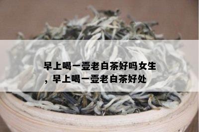 早上喝一壶老白茶好吗女生，早上喝一壶老白茶好处