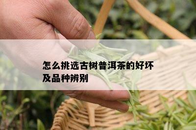 怎么挑选古树普洱茶的好坏及品种辨别