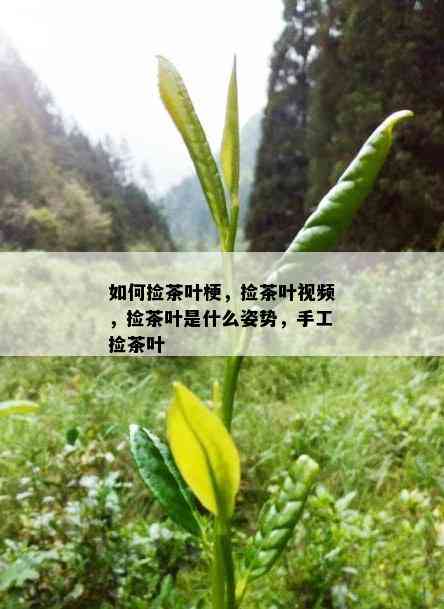 如何捡茶叶梗，捡茶叶视频，捡茶叶是什么姿势，手工捡茶叶