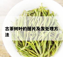 古茶树叶的图片及发处理方法