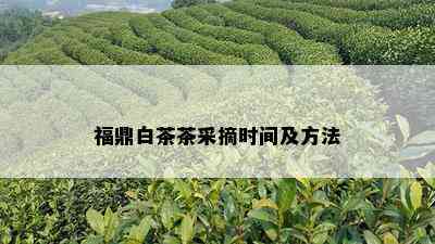 福鼎白茶茶采摘时间及方法