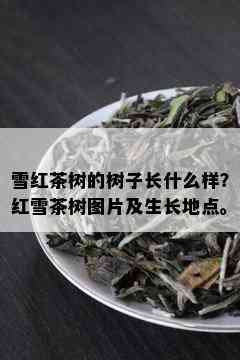 雪红茶树的树子长什么样？红雪茶树图片及生长地点。