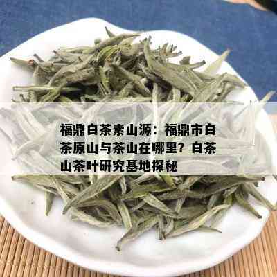 福鼎白茶素山源：福鼎市白茶原山与茶山在哪里？白茶山茶叶研究基地探秘