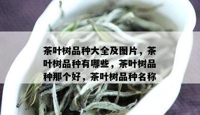 茶叶树品种大全及图片，茶叶树品种有哪些，茶叶树品种那个好，茶叶树品种名称