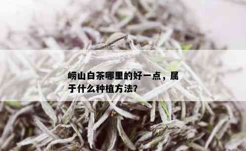 崂山白茶哪里的好一点，属于什么种植方法？