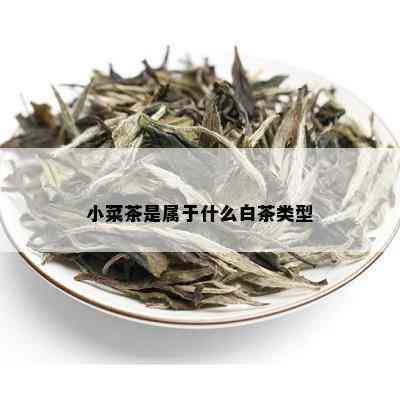 小菜茶是属于什么白茶类型