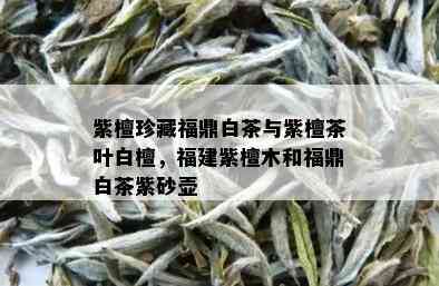 紫檀珍藏福鼎白茶与紫檀茶叶白檀，福建紫檀木和福鼎白茶紫砂壶