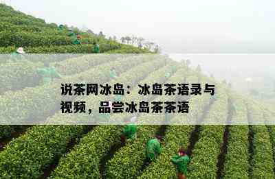 说茶网冰岛：冰岛茶语录与视频，品尝冰岛茶茶语