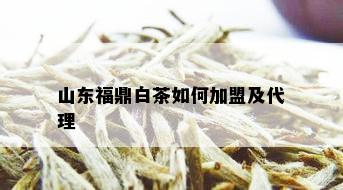 山东福鼎白茶如何加盟及代理