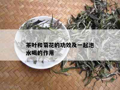 茶叶和菊花的功效及一起泡水喝的作用