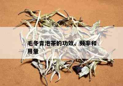 毛冬青泡茶的功效、频率和用量