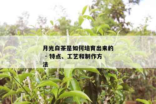 月光白茶是如何培育出来的 - 特点、工艺和制作方法