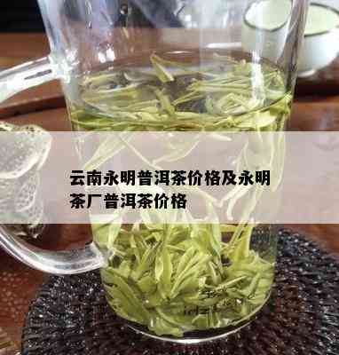 云南永明普洱茶价格及永明茶厂普洱茶价格