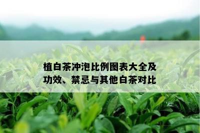 植白茶冲泡比例图表大全及功效、禁忌与其他白茶对比