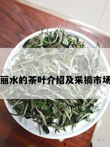 丽水的茶叶介绍及采摘市场