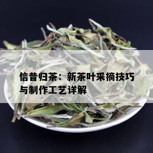 信昔归茶：新茶叶采摘技巧与制作工艺详解