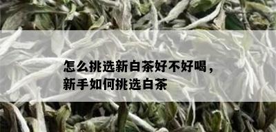 怎么挑选新白茶好不好喝，新手如何挑选白茶