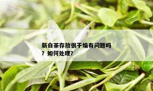 新白茶存放很干燥有问题吗？如何处理？