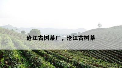 沧江古树茶厂，沧江古树茶